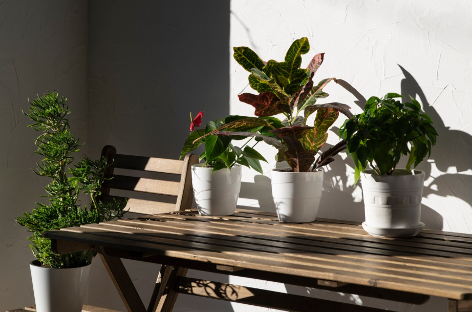 Container gardening for shade with decorative potted plants arranged on a wooden table in a shaded patio corner