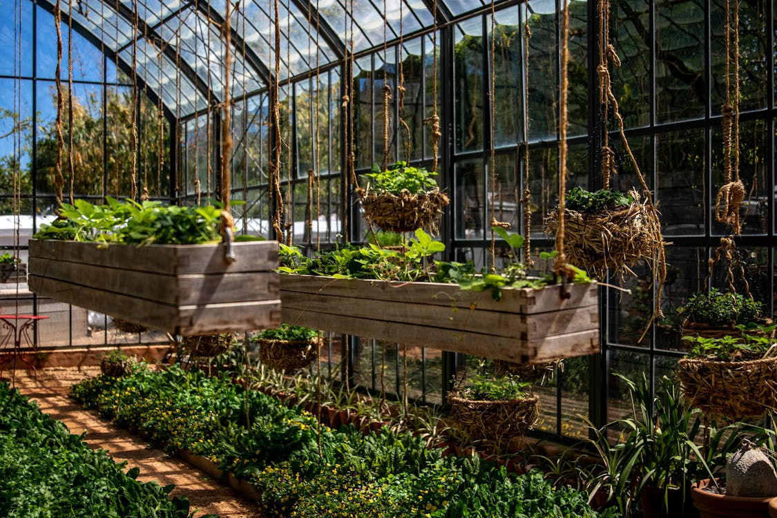 Vertical kitchen garden layout with hanging planters and wooden boxes growing fresh greens