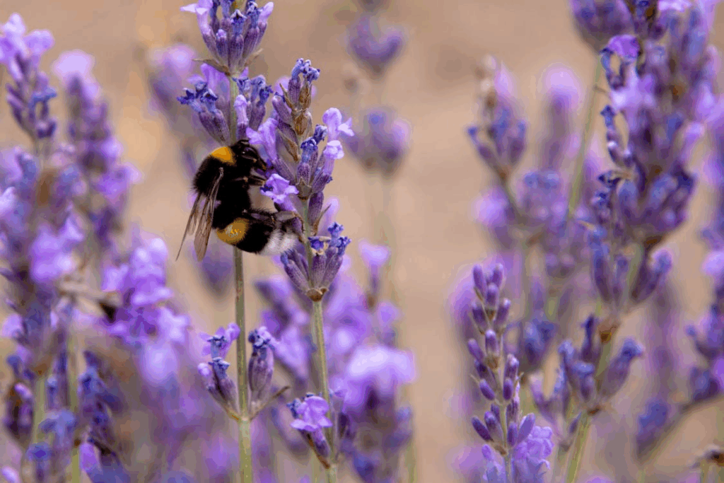 Bee pollinating lavender blooms in a stylish pollinator-friendly garden.