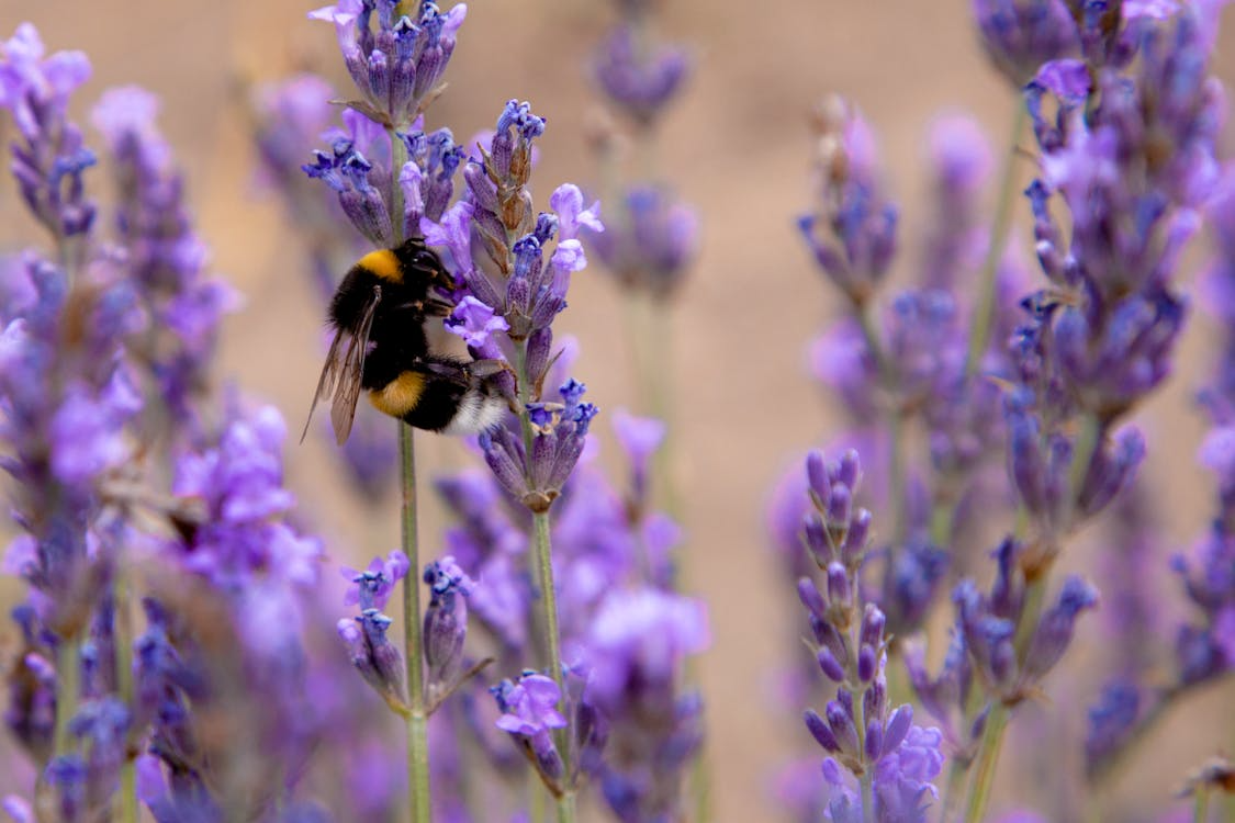 Bee pollinating lavender blooms in a stylish pollinator-friendly garden.