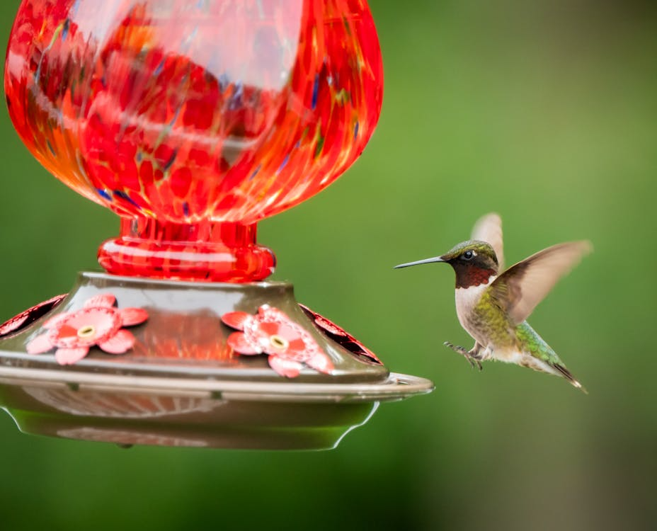 Hummingbird feeding at a decorative red DIY bird feeder in a garden.
