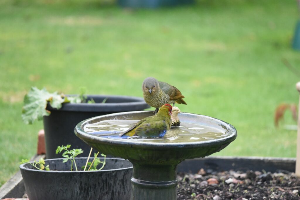 a couple of birds sitting on top of a bird bath