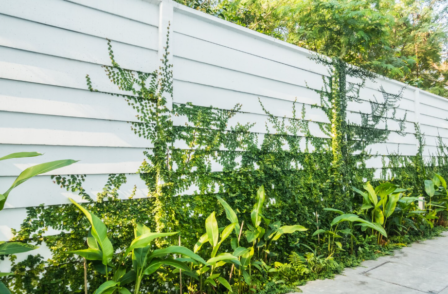Stylish outdoor privacy solution with climbing ivy and lush plants creating a natural living wall