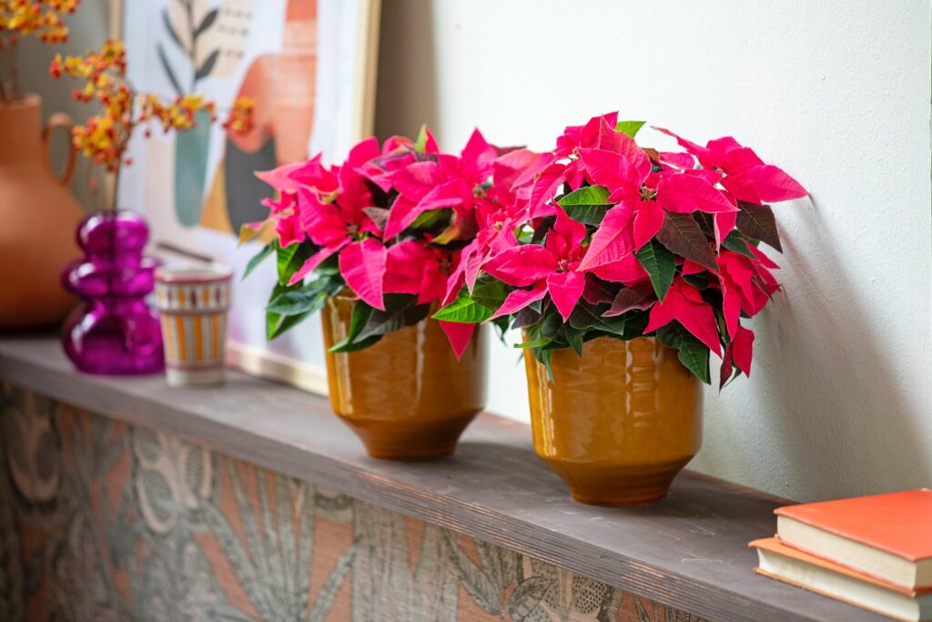 Two potted poinsettias on a shelf