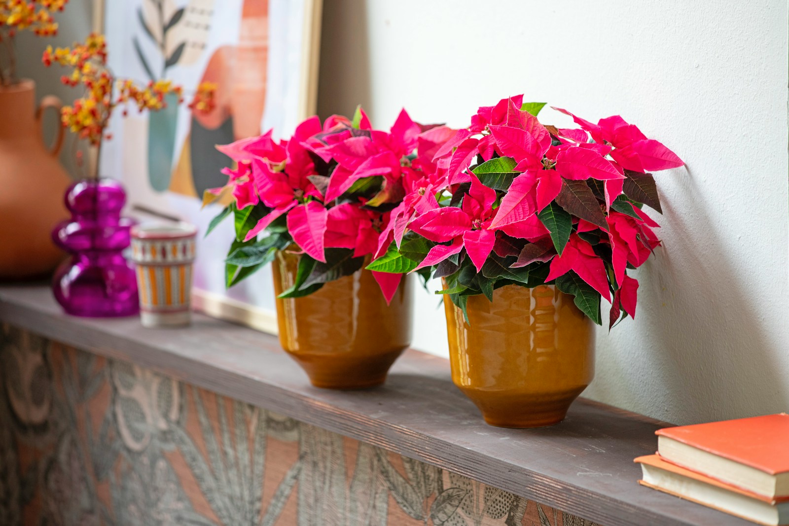 Two potted poinsettias on a shelf