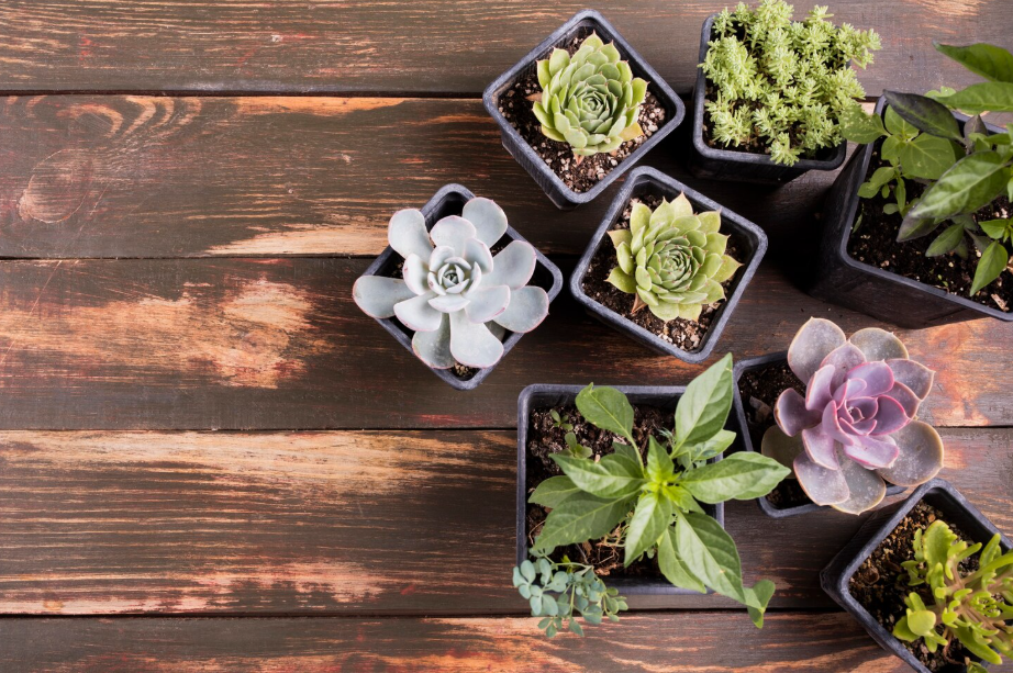 Succulents and low-maintenance plants in containers for porches and patios.