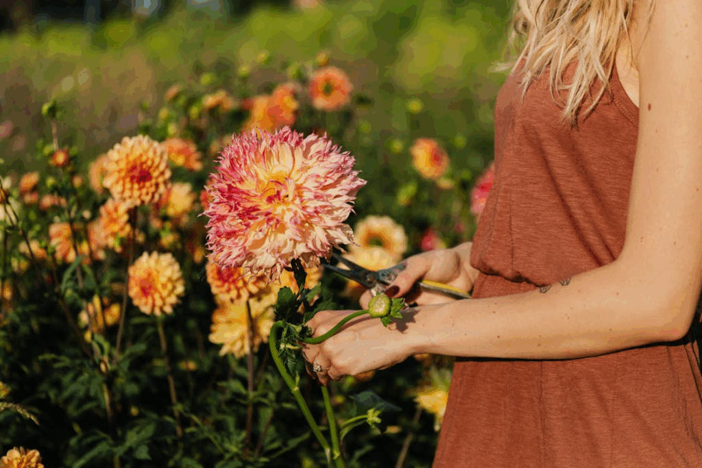 Woman cutting a vibrant dahlia flower in a cutting garden with pruning shears