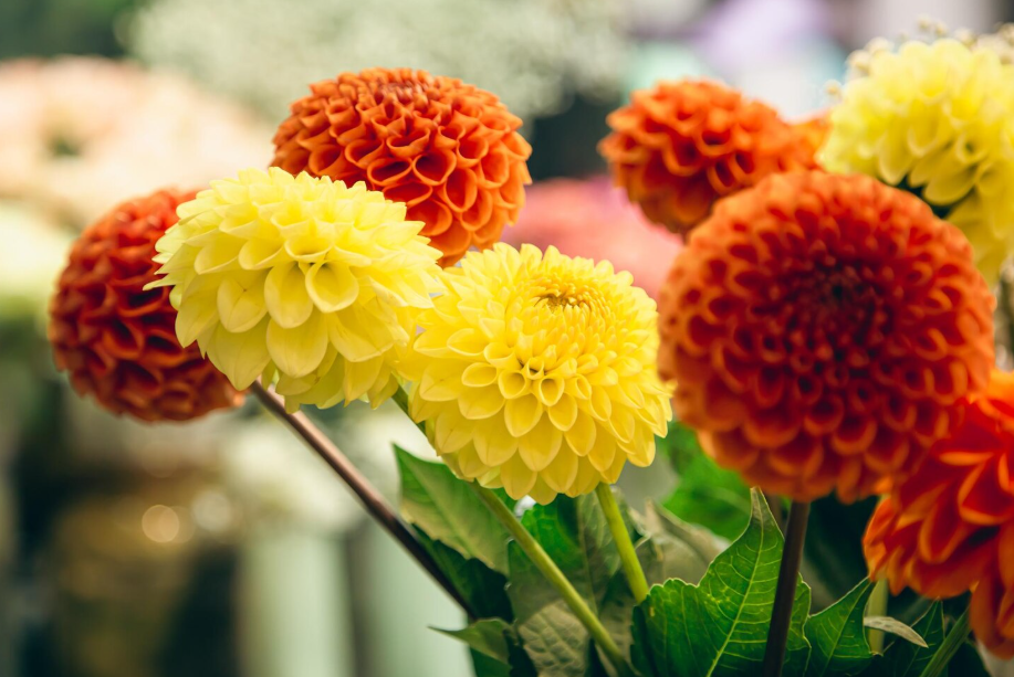 Close-up of vibrant yellow and orange dahlias in bloom, adding bold seasonal color to a garden.