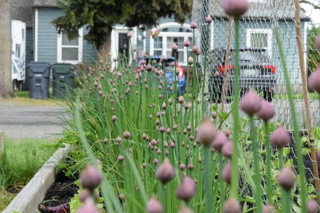 a bunch of flowers that are in the grass